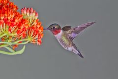 Ruby-throated Hummingbird, Archilochus colubris