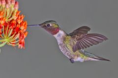 Ruby-throated Hummingbird, Archilochus colubris