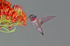 Ruby-throated Hummingbird, Archilochus colubris