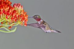 Ruby-throated Hummingbird, Archilochus colubris