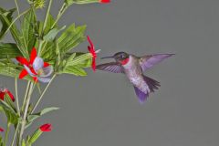 Ruby-throated Hummingbird, Archilochus colubris