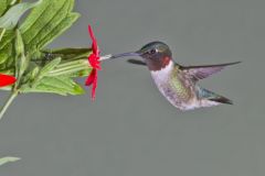 Ruby-throated Hummingbird, Archilochus colubris