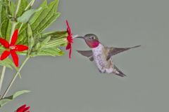 Ruby-throated Hummingbird, Archilochus colubris