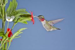 Ruby-throated Hummingbird, Archilochus colubris