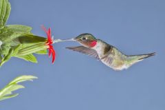 Ruby-throated Hummingbird, Archilochus colubris