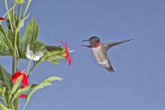 Ruby-throated Hummingbird, Archilochus colubris