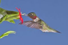 Ruby-throated Hummingbird, Archilochus colubris