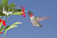 Ruby-throated Hummingbird, Archilochus colubris