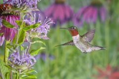 Ruby-throated Hummingbird, Archilochus colubris