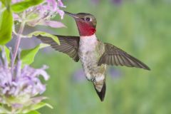 Ruby-throated Hummingbird, Archilochus colubris