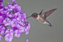 Ruby-throated Hummingbird, Archilochus colubris