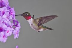 Ruby-throated Hummingbird, Archilochus colubris