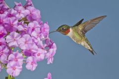 Ruby-throated Hummingbird, Archilochus colubris