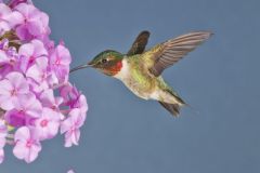 Ruby-throated Hummingbird, Archilochus colubris