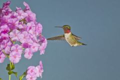 Ruby-throated Hummingbird, Archilochus colubris