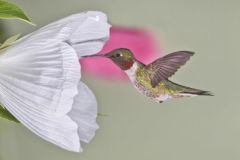 Ruby-throated Hummingbird, Archilochus colubris