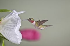 Ruby-throated Hummingbird, Archilochus colubris