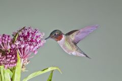 Ruby-throated Hummingbird, Archilochus colubris