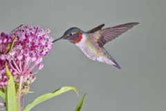 Ruby-throated Hummingbird, Archilochus colubris