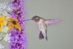 Ruby-throated Hummingbird, Archilochus colubris