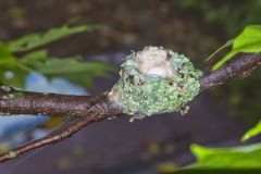 Ruby-throated Hummingbird, Archilochus colubris