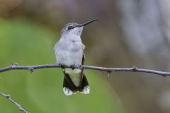 Ruby-throated Hummingbird, Archilochus colubris