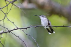 Ruby-throated Hummingbird, Archilochus colubris