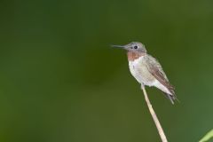 Ruby-throated Hummingbird, Archilochus colubris