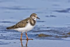 Ruddy Turnstone, Arenaria interpres