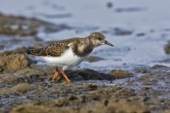 Ruddy Turnstone, Arenaria interpres