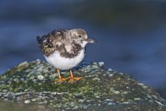 Ruddy Turnstone, Arenaria interpres