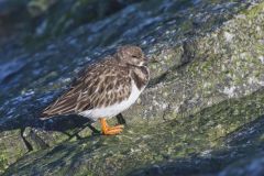 Ruddy Turnstone, Arenaria interpres