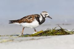 Ruddy Turnstone, Arenaria interpres