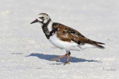 Ruddy Turnstone, Arenaria interpres