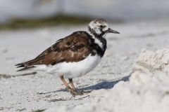 Ruddy Turnstone, Arenaria interpres