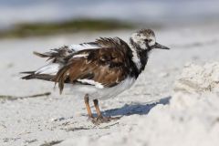 Ruddy Turnstone, Arenaria interpres