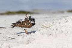 Ruddy Turnstone, Arenaria interpres