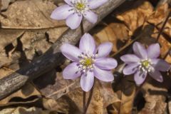 Sharp-lobed Hepatica, Hepatica nobilis var. acuta