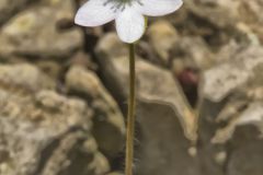 Sharp-lobed Hepatica, Hepatica nobilis var. acuta