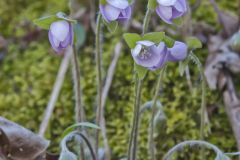 Sharp-lobed Hepatica, Hepatica nobilis var. acuta