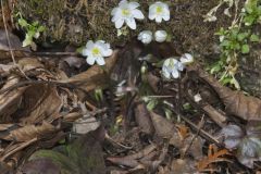 Sharp-lobed Hepatica, Hepatica nobilis var. acuta