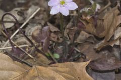 Sharp-lobed Hepatica, Hepatica nobilis var. acuta