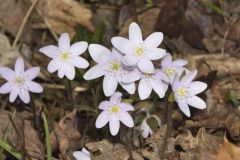 Sharp-lobed Hepatica, Hepatica nobilis var. acuta