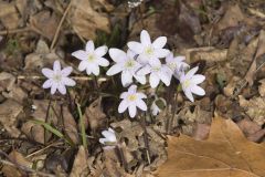 Sharp-lobed Hepatica, Hepatica nobilis var. acuta