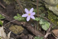 Sharp-lobed Hepatica, Hepatica nobilis var. acuta