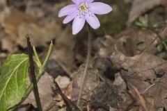 Sharp-lobed Hepatica, Hepatica nobilis var. acuta