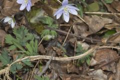 Sharp-lobed Hepatica, Hepatica nobilis var. acuta