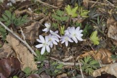 Sharp-lobed Hepatica, Hepatica nobilis var. acuta