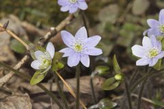 Sharp-lobed Hepatica, Hepatica nobilis var. acuta