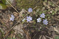 Sharp-lobed Hepatica, Hepatica nobilis var. acuta